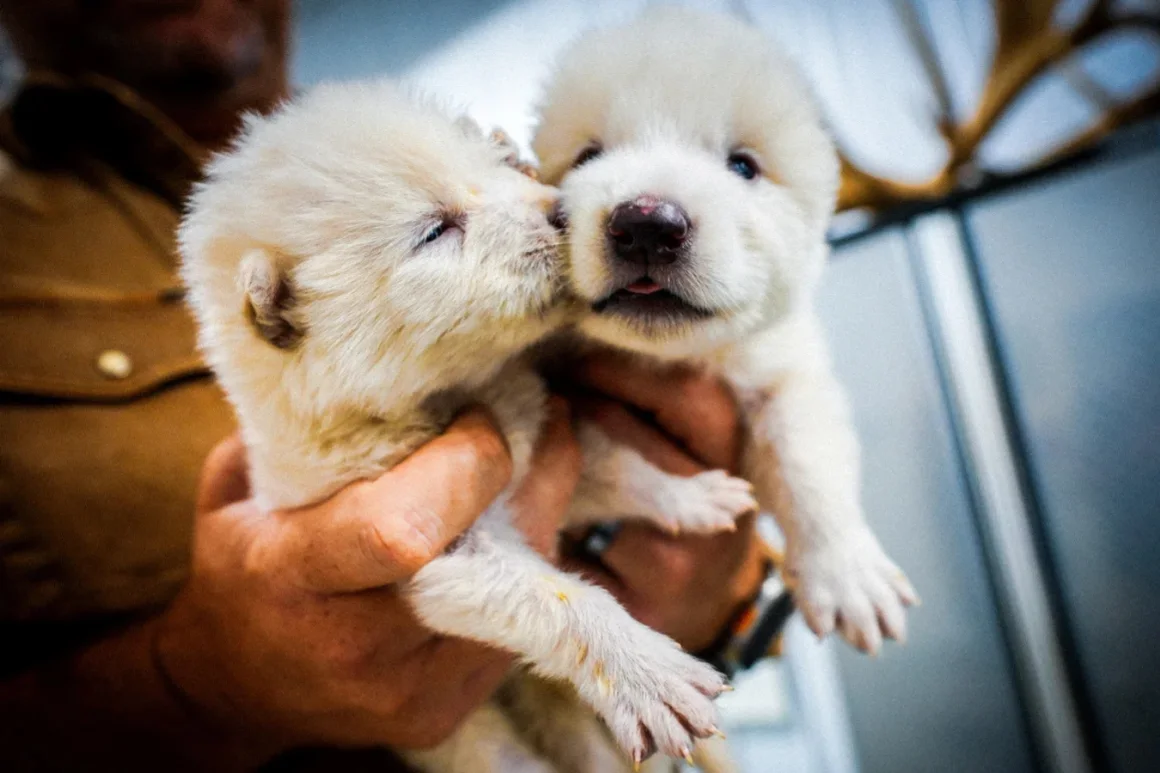 Dos de los lobos nacieron el 1 de octubre de 2024.  Colossal Biosciences